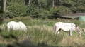 Horses on a cattle meadow in sunny nature reserve HD Footage
