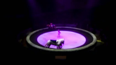 Horses in the circus Stock Footage 223688755