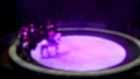 Horses in the circus 動画素材 225322569
