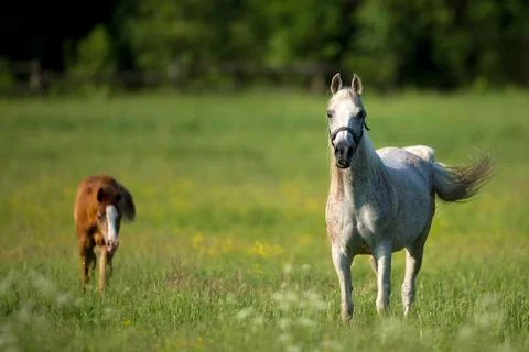 Horses in a clearing Foto stock
