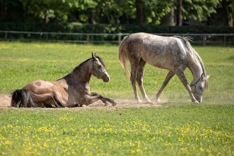 Horses in a clearing Stock Photos