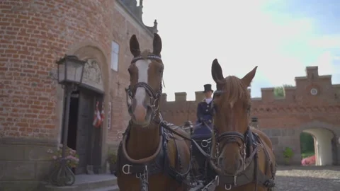 Horses close up shot Stock Footage 168807217