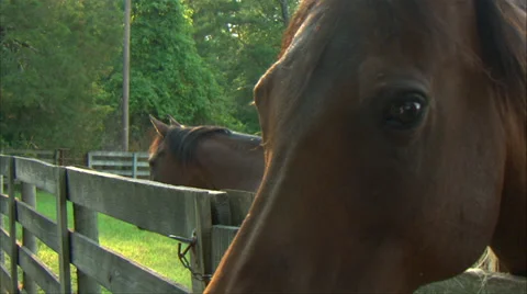 Horses Close Up Slow Motion 動画素材 35351458