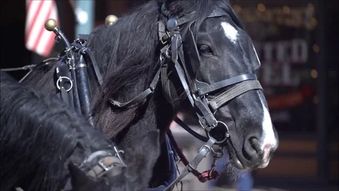 Horses Closeup Head Nodding Stock Footage 82785653