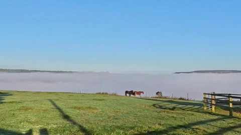 Horses with a cloud inversion Stock Footage 284772085