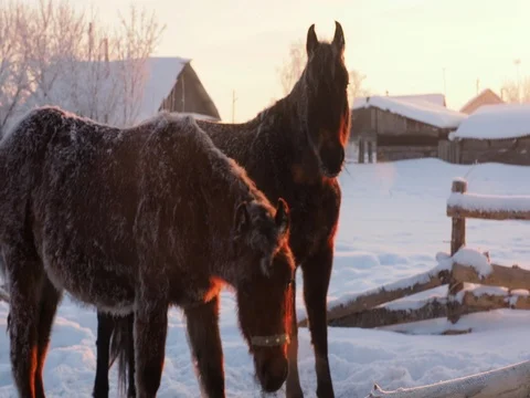 Horses in the cold Stock Footage 71679930