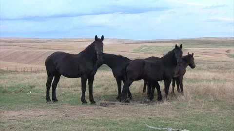 Horses come to camera, large black group Stock Footage 269370935