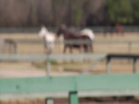 Horses Coming Into Focus Stock-Footage 24259925
