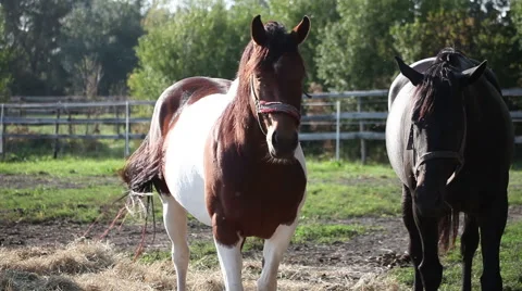 Horses in coral Видео 68390727