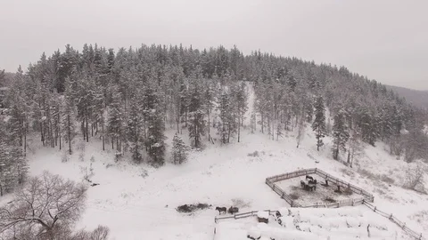 Horses in a corral on the background of the winter forest? aerial view Stock Footage 70552860