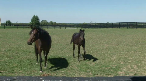 Horses in a corral Stock Footage 525295