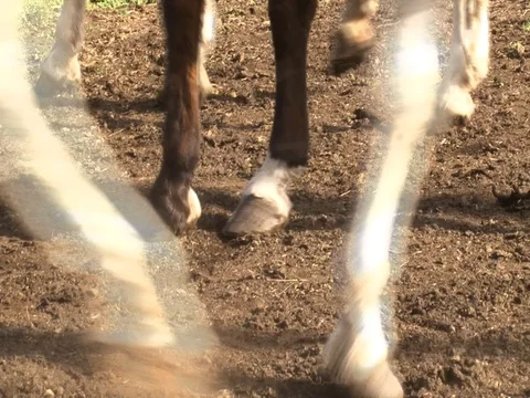 Horses in a corral Stock Footage 128608526
