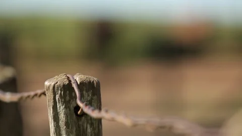 Horses in the corral Stock Footage 194187545