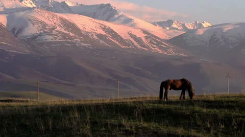 Horses Country HD Video stock 23206953