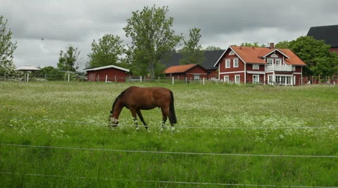 Horses in countryside Видео 68417129