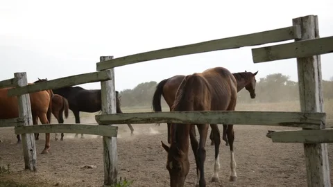 Horses in the countryside 스톡 동영상 94635211