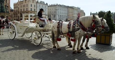 Horses on the Cracow square Stock Footage 252908638