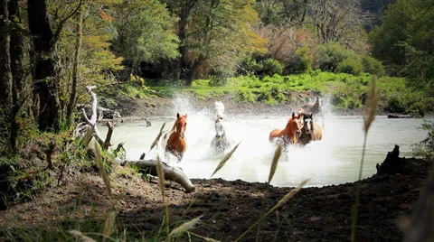 Horses crossing river Stock Footage 22664731