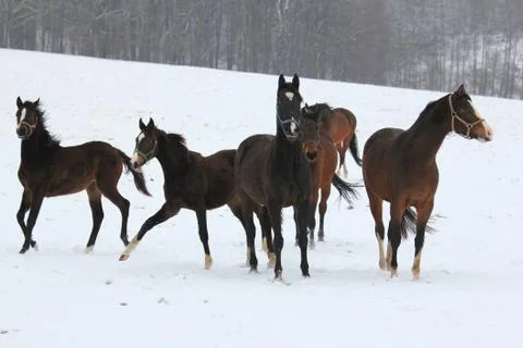 Horses dancing in the snow Stock Photos