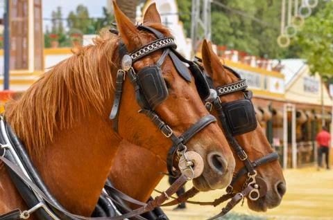 Horses decked in fair Stock Photos