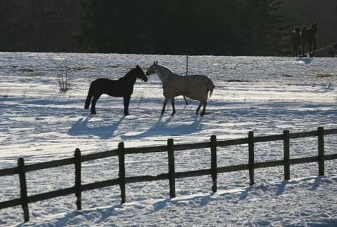 Horses in Denmark Stock Photos
