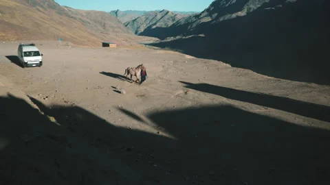 Horses in the desert, Cusco Peru. Stock Footage 162906807