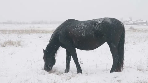 Horses of different breeds graze in the winter snow field, it is snowing Stock Footage 100381260