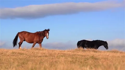 Horses of different colors that are grazing on a pasture in the mountains 스톡 동영상 59556229