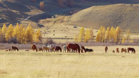 Horses of different colors, cows graze in meadow Video stock 227016037