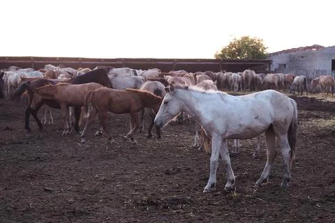 Horses of different colors with foals in a paddock on a farm on sunset Stock Photos