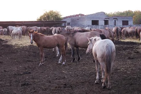 Horses of different colors with foals in a paddock on a farm on sunset Stock Photos