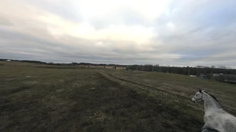 Horses of different colors Stock Footage 166954621