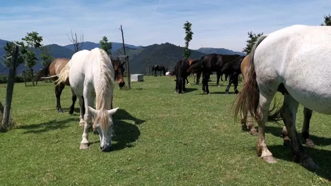 Horses of different colors grazing in the meadow Stock Footage 134609727