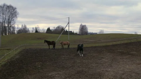 Horses of different colors for a walk Stock Footage 165513622