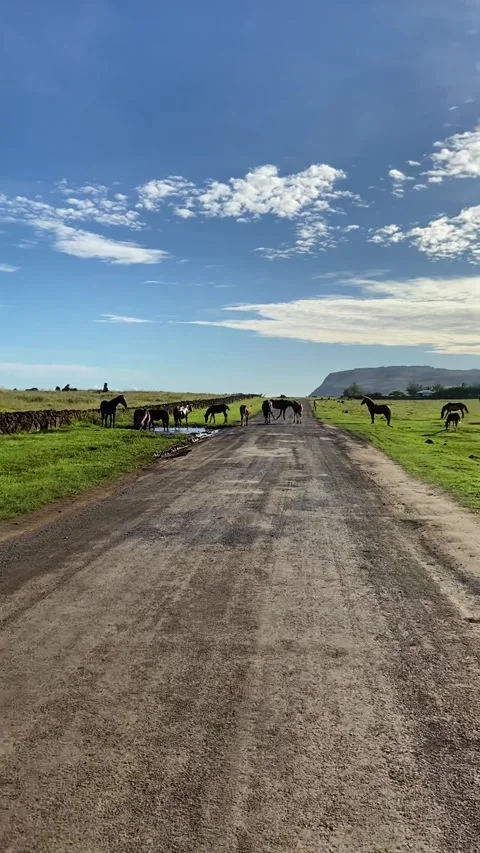 Horses on a dirt road in Easter Island Video stock 342842138