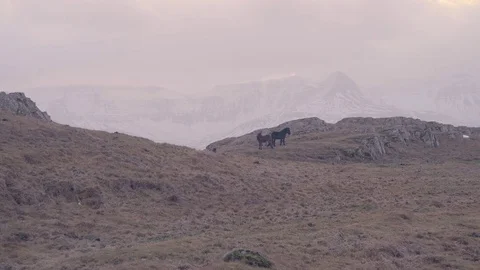 Horses in the distance Stock Footage 84951285