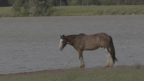 Horses drinking at a dam Video stock 74063524