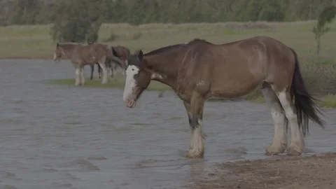 Horses drinking at a dam Stock Footage 74063527