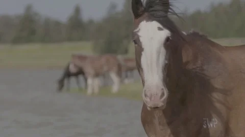 Horses drinking at a dam Stock Footage 74063684