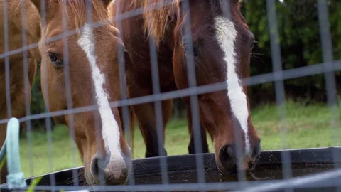 Horses Drinking Видео 129700974