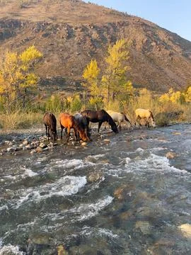 Horses drinking from a mountain river. Stock Photos