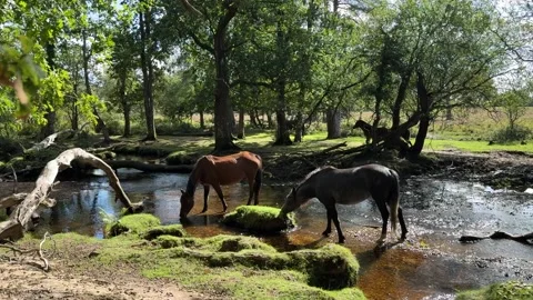 Horses Drinking in Sunlit New Forest Stream Stock Footage 317749904