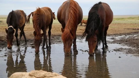 Horses Drinking water Stockbeeldmateriaal 77434843