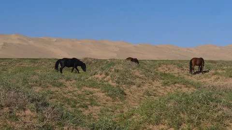 Horses with dunes in background Stock Footage 88516798
