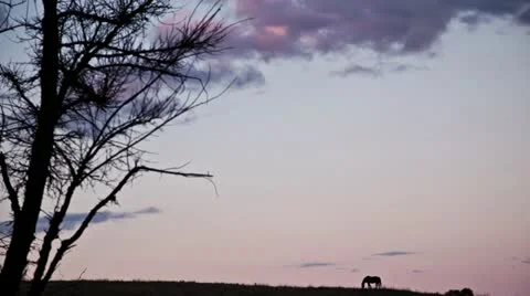 Horses at dusk Timelapse Stock Footage 12166312