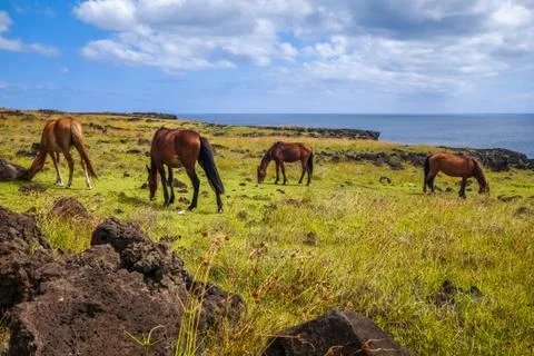 Horses on easter island cliffs Stock Photos