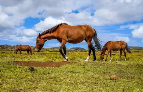 Horses in easter island field Stock Photos