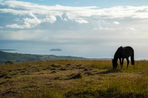 Horses in Easter Island Stock Photos