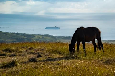 Horses in Easter Island Stock Photos