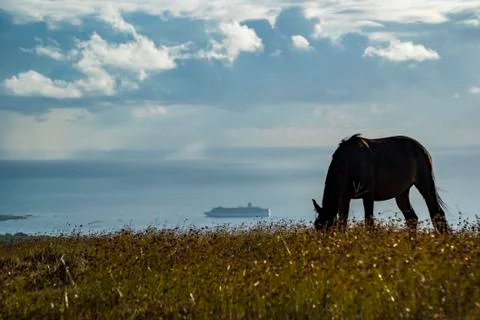 Horses in Easter Island Stock-Fotos